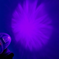 AACC-SARP : Starlight Series Dual Colour Range - Clear Lens / Red & Purple LED